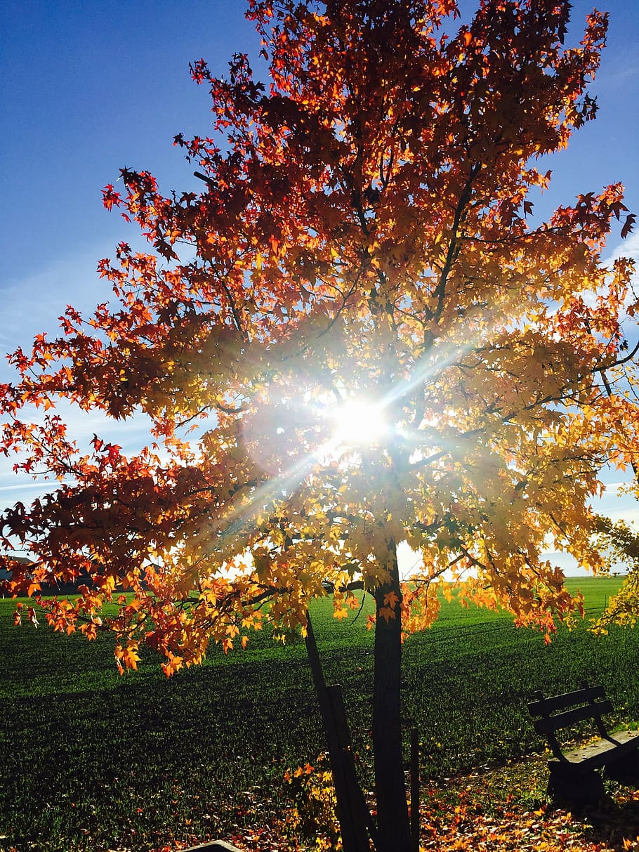 tree, light, sun, fall, against the light, plant, beauty in nature HD wallpaper