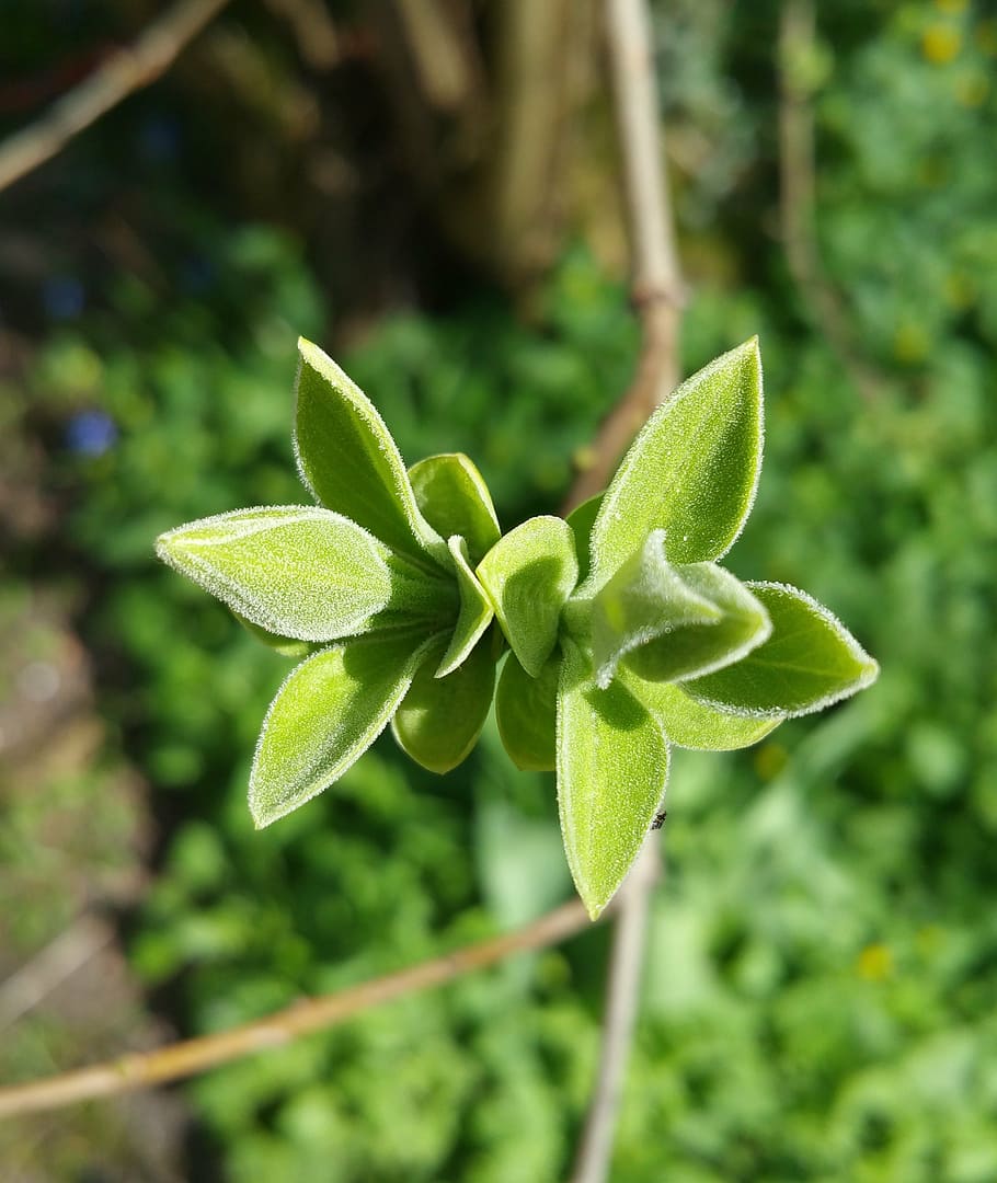 bud, plant, nature, close, spring, green, sprouts, growth, green color HD wallpaper