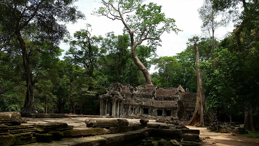 cambodia, temple, roots, tree, plant, architecture, history HD wallpaper