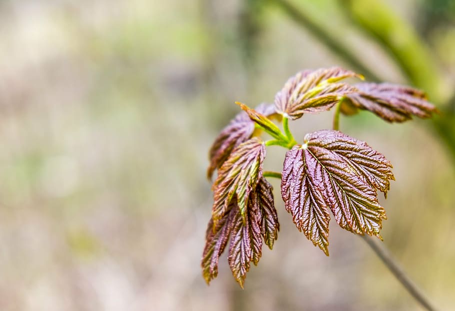 spring, bloom, chestnut, tree, nature, young, brown, leaves HD wallpaper