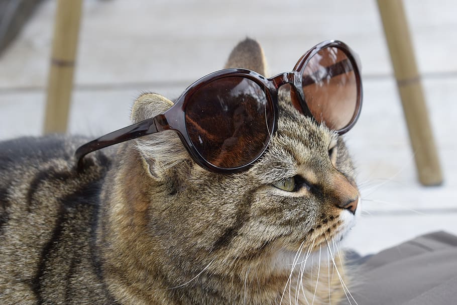 cat, animals, sun, portrait, animal themes, one animal, mammal HD wallpaper
