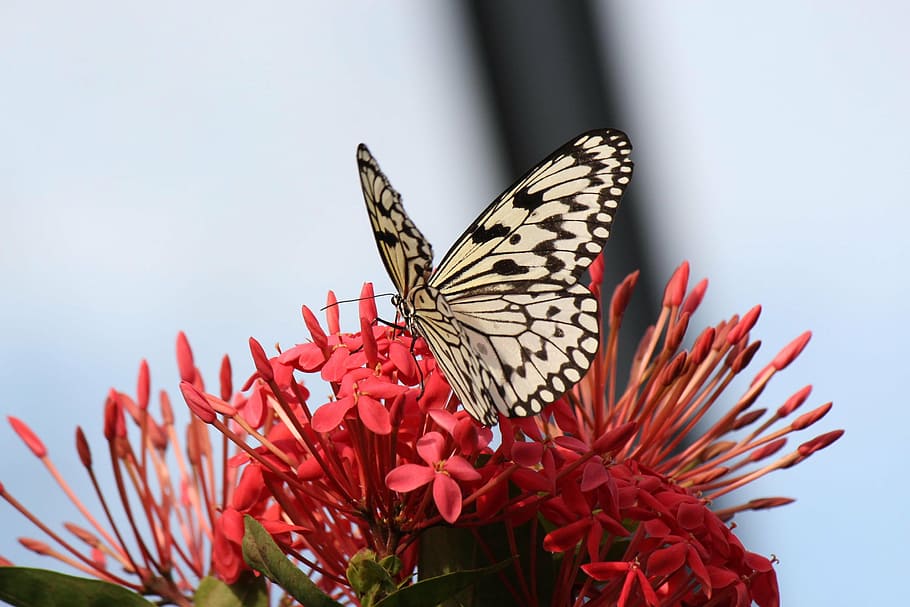 butterfly, flower, insect, butterfly - Insect, nature, animal HD wallpaper