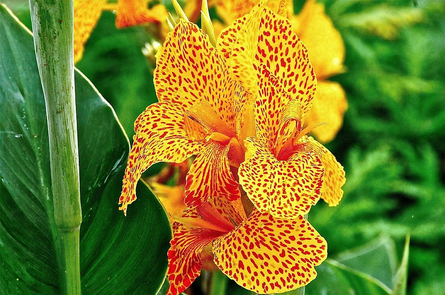 flower, yellow, nature, spring, yellow flower, garden, orchid HD wallpaper
