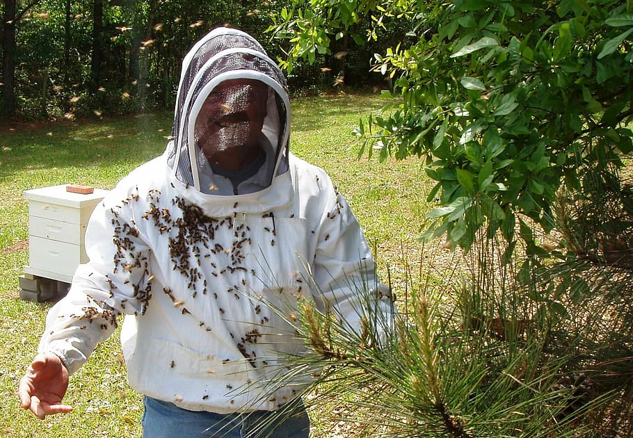 bees, beekeeper, agriculture, apiary, honey, plant, front view HD wallpaper