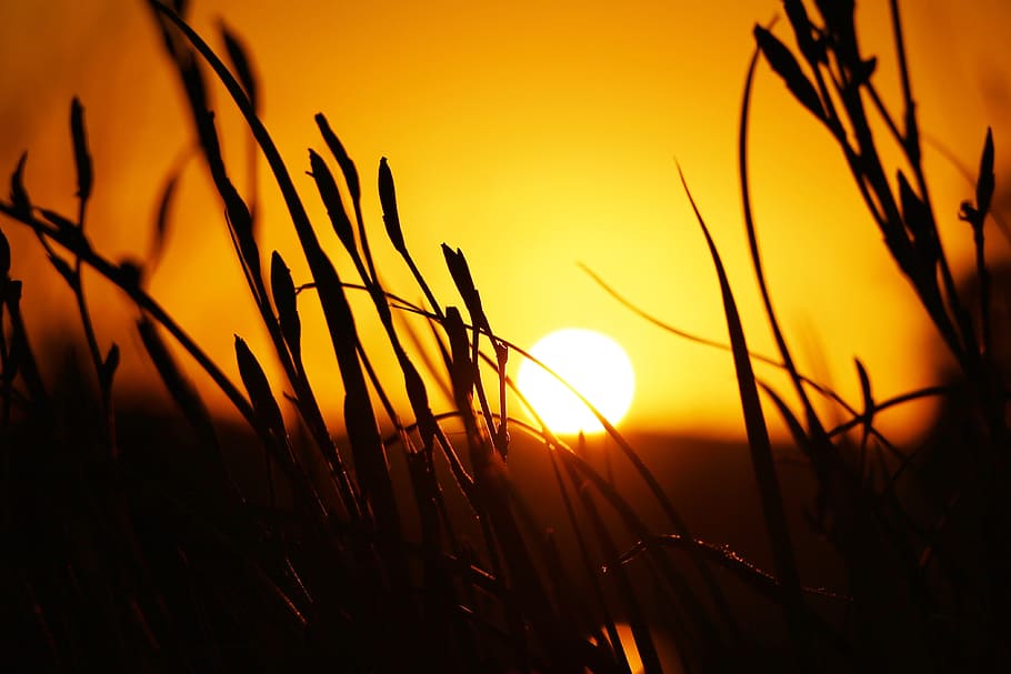 sunset, yellow, sky, plant, beauty in nature, sunlight, cereal plant HD wallpaper