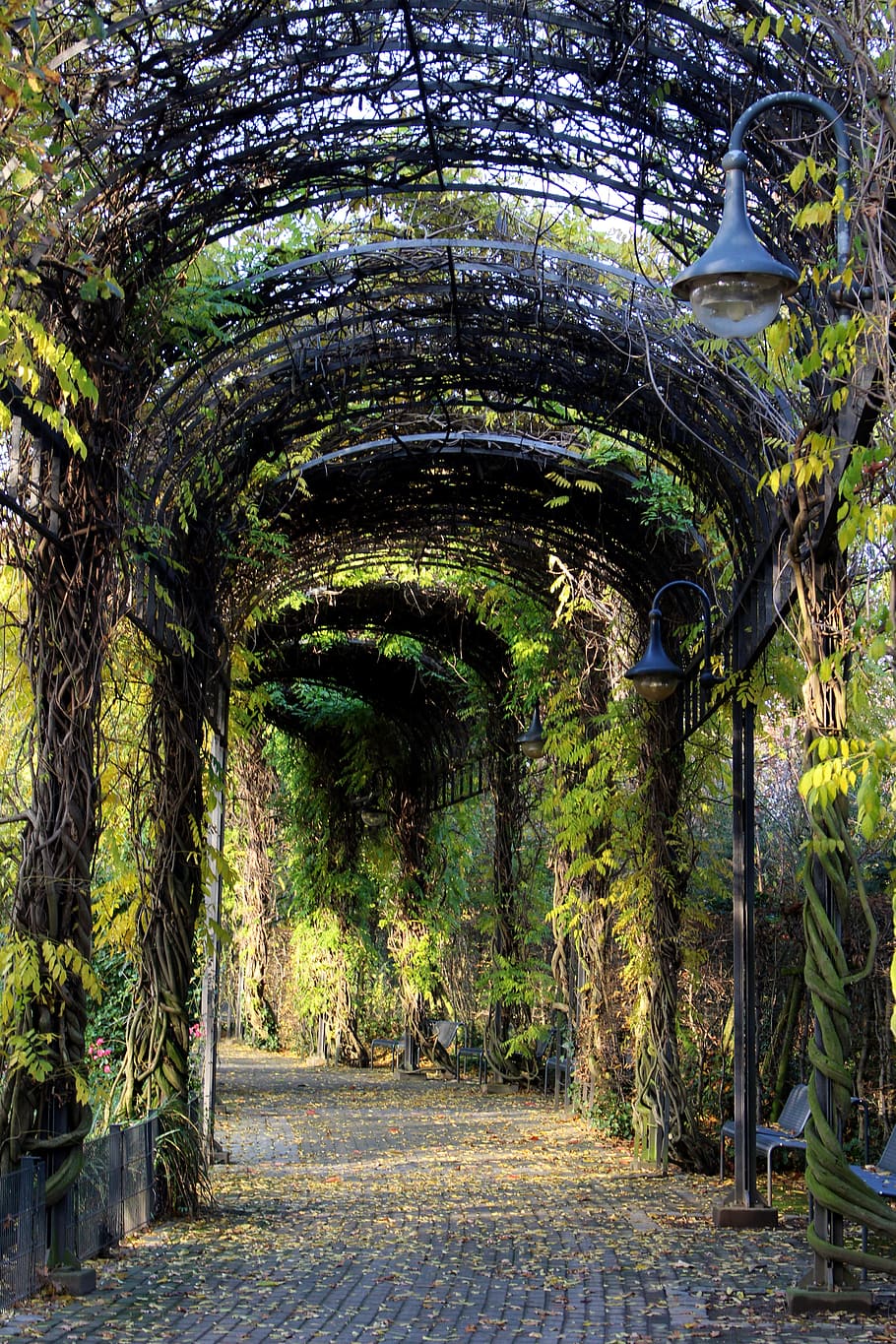 Tunnel, Plant, Away, plant tunnel, promenade, garden, canopy, HD wallpaper