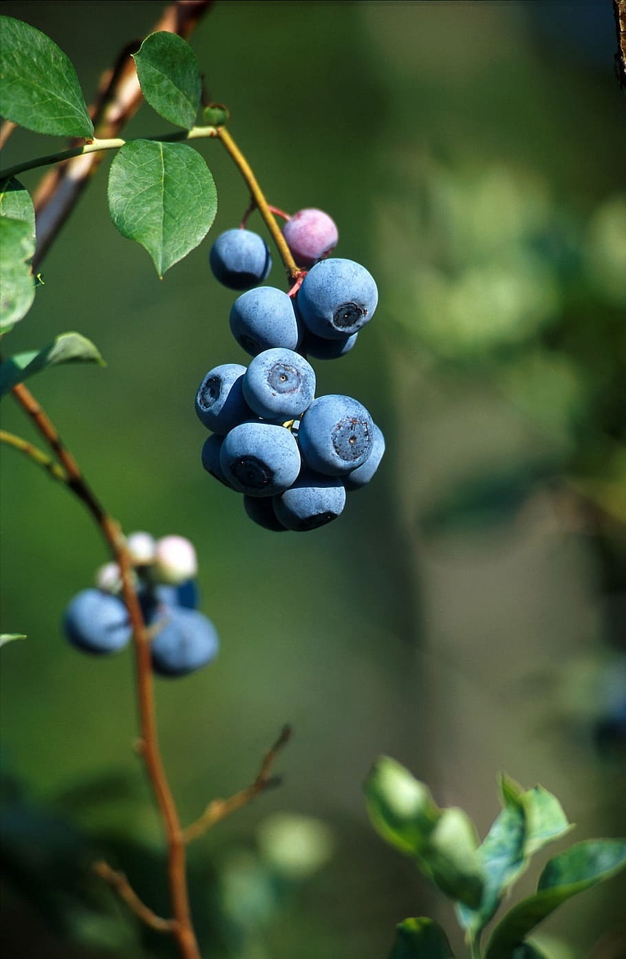 blueberries, fruit, fresh, berry, ripe, bush, plant, macro HD wallpaper