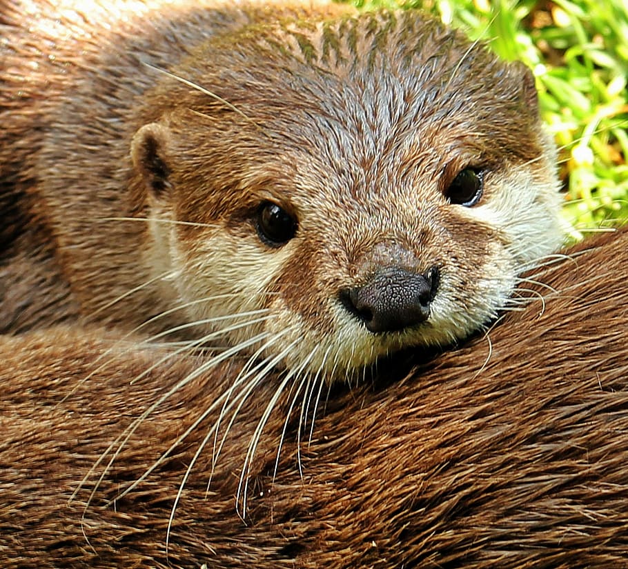 Latest Otters iPhone HD Wallpapers  iLikeWallpaper