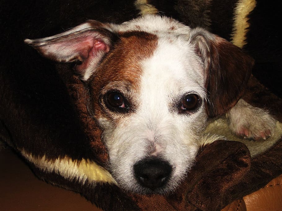 jack russel, sweet, dear, small dog, pet, wuschelig, small hybrid HD wallpaper