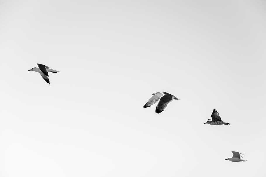 four white-and-black seagulls flying at daytime, flying black birds in sky HD wallpaper