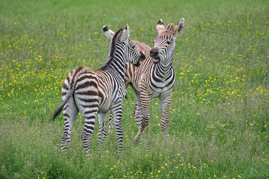 two zebras walking on grass during daytime, zébreau, play, petit, HD wallpaper
