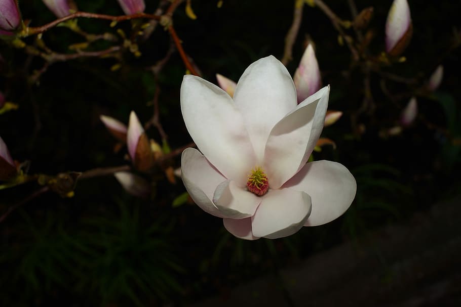 nature, flower, plant, leaf, tree, magnolia, spring, bud, branches HD wallpaper