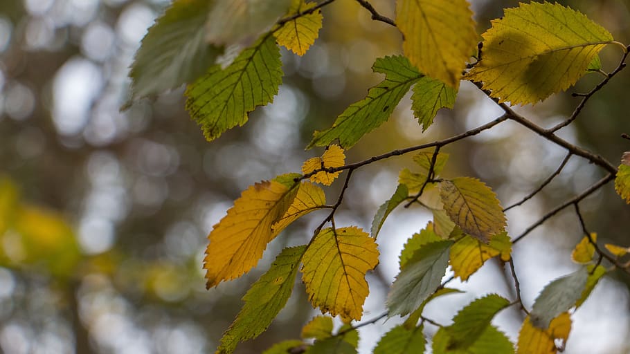leaves, plant, depth, leaf, plant part, beauty in nature, tree HD wallpaper