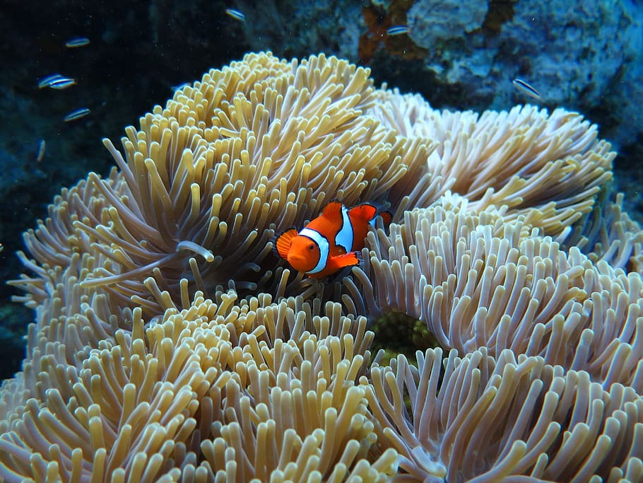 underwater, scuba diving, sea, red sea, egypt, clown fish, anemone