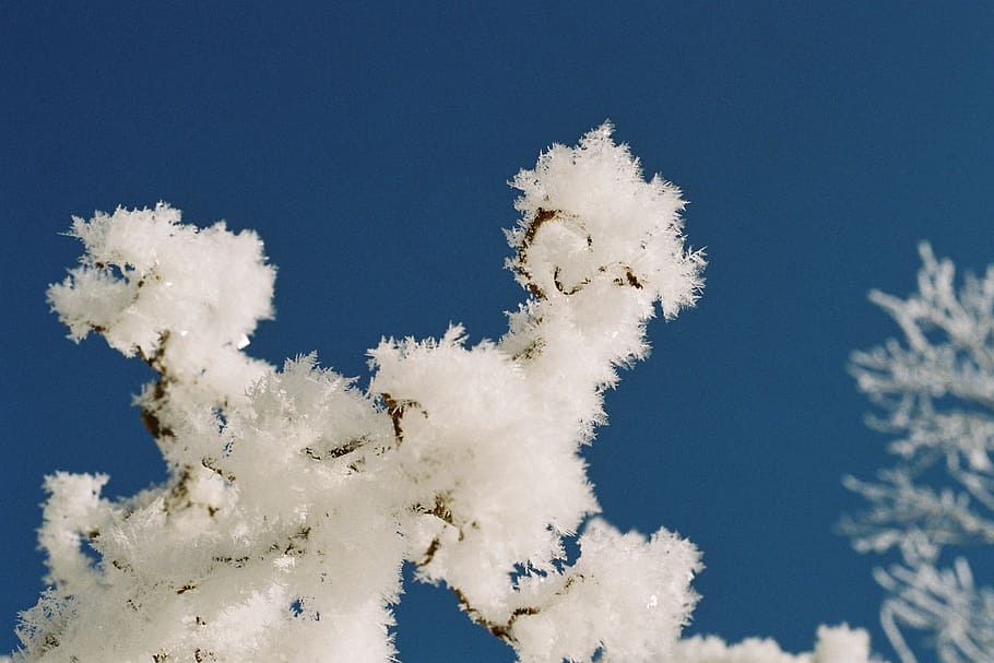 hoarfrost, solid precipitation, bizarre shapes, ripe, raufrost HD wallpaper