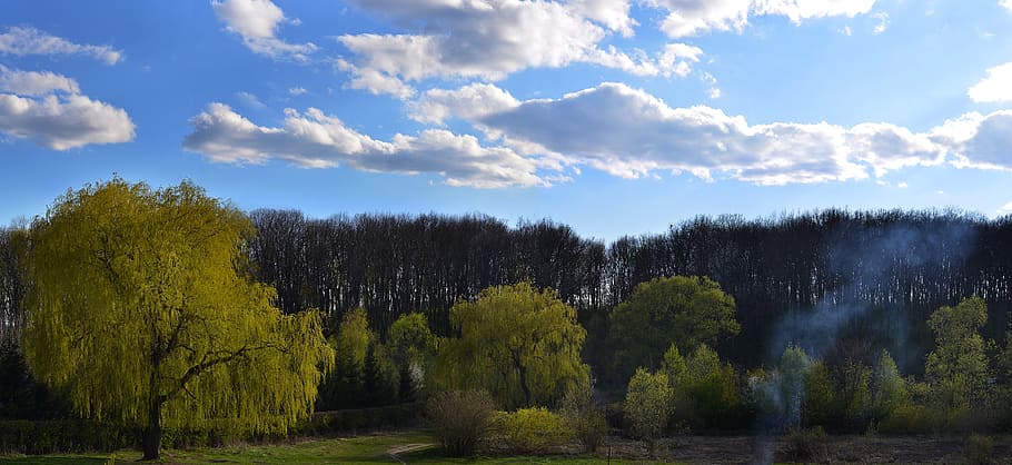 forest, spring, nature, trees, landscape, plant, beauty in nature HD wallpaper