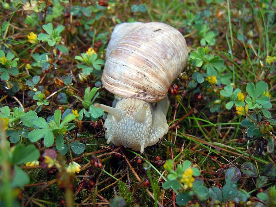 snail, nature, slowly, animal, animal themes, animal wildlife HD wallpaper