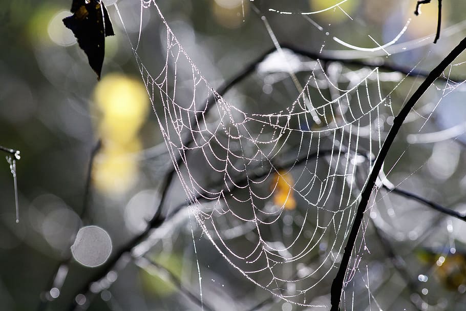 closeup photo of spider web, cobweb, forest, autumn, network HD wallpaper