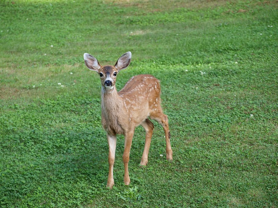 Fawn, Deer, Baby, Animal, Wildlife, young, nature, outdoors