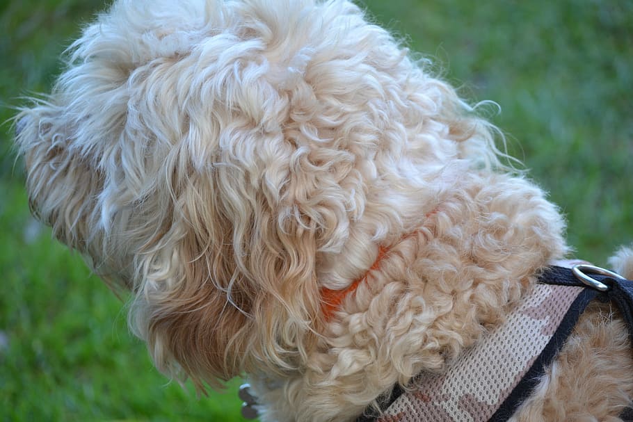 dog, side, view, canine, puppy, doggy, pet, animal, domestic HD wallpaper
