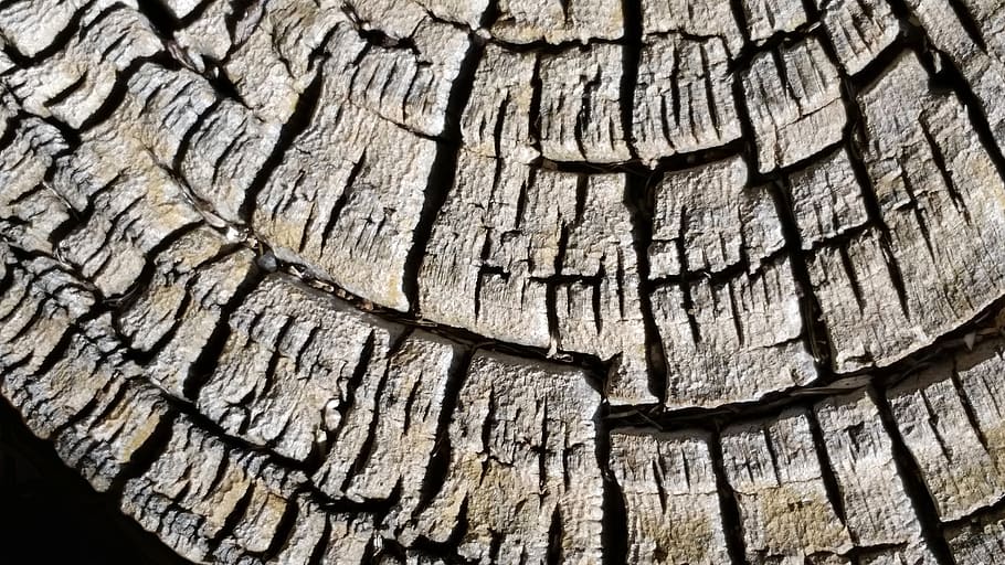 pine log, wood, pattern, desktop, nature, old, rough, textured HD wallpaper