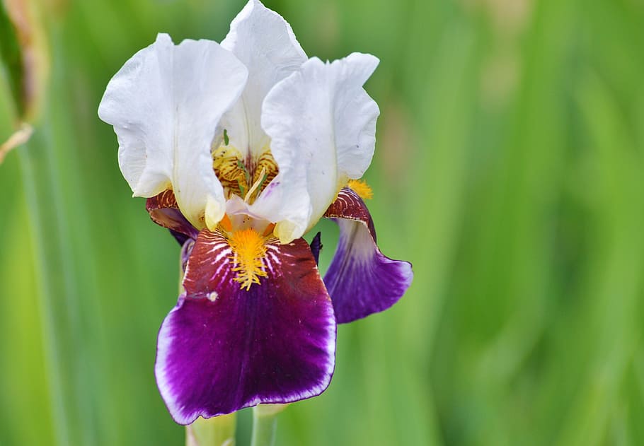 Iris, Flower, Lily, Blossom, Bloom, iridaceae, plant, nature HD wallpaper