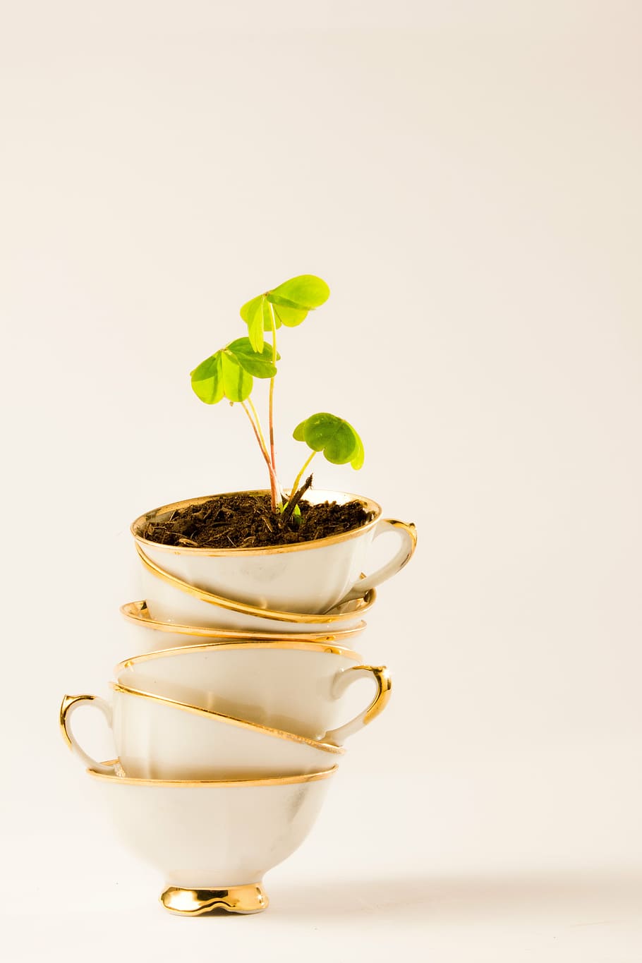 green leaf plant on white ceramic teacups, four-leaf clover HD wallpaper