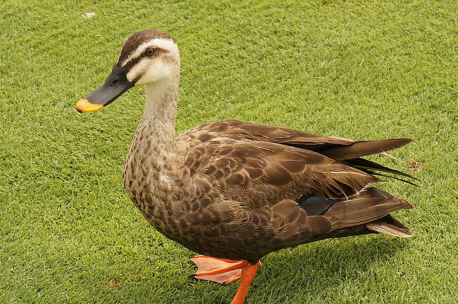 Bird, Duck, Brown, grass, animal themes, one animal, animals in the wild HD wallpaper