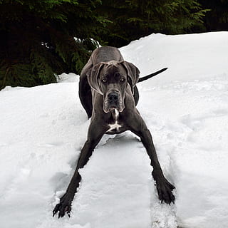 close-up photo of adult black great dane on snowfield, dog HD wallpaper
