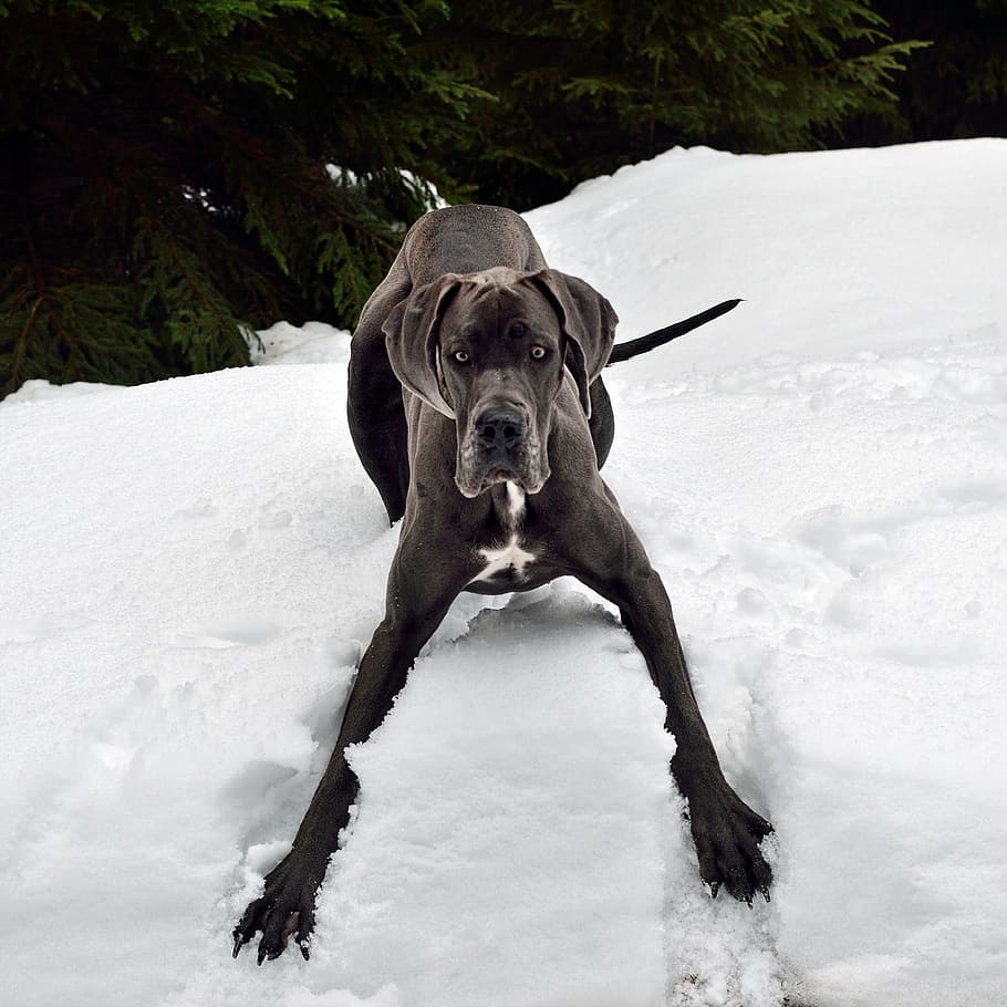 close-up photo of adult black great dane on snowfield, dog HD wallpaper