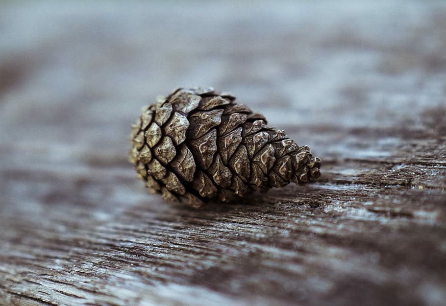 pinecone on top of brown surface, shallow focus photography of pinecone HD wallpaper
