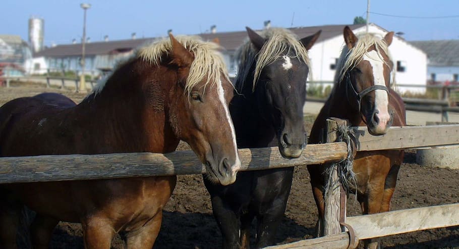 Horses, Mares, Stallions, Herd, domestic animals, livestock HD wallpaper