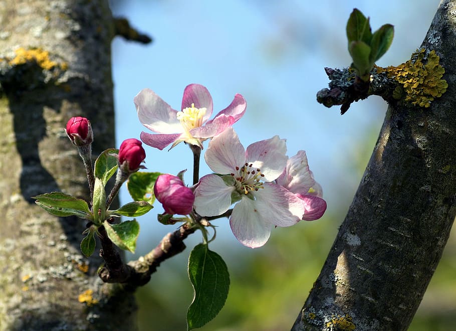 flowers, apple, garden, tree, spring, flowering, plant, flowering plant HD wallpaper