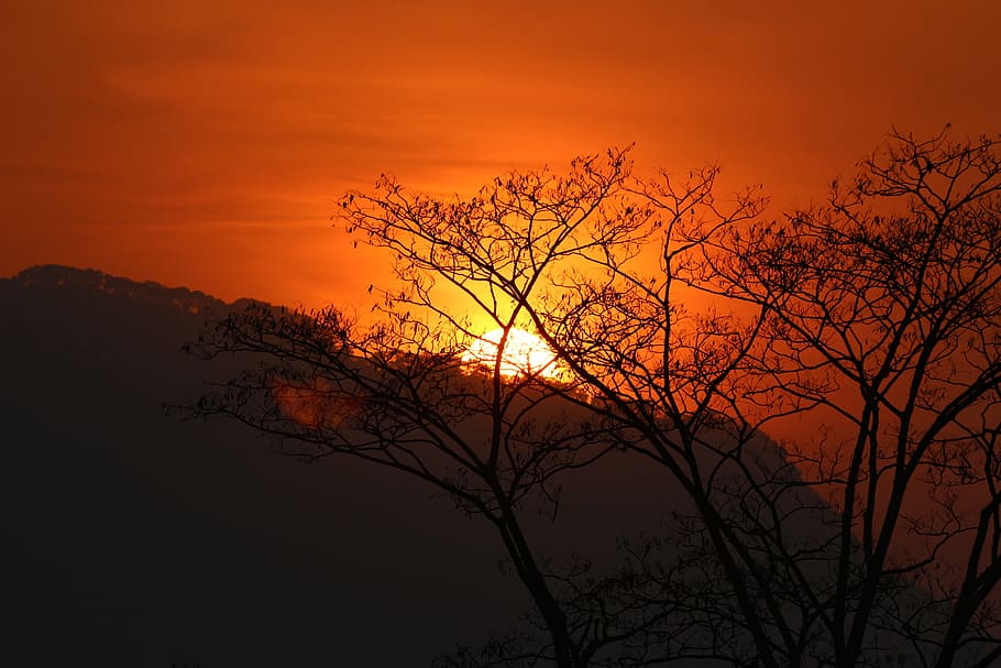 Sunset, Sunrise, Dawn, Dusk, Orange, trees, silhouette, morning HD wallpaper