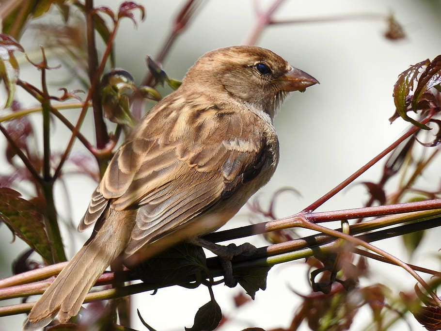 sparrow, garden, nature, bird, animal, wildlife, branch, animal themes HD wallpaper