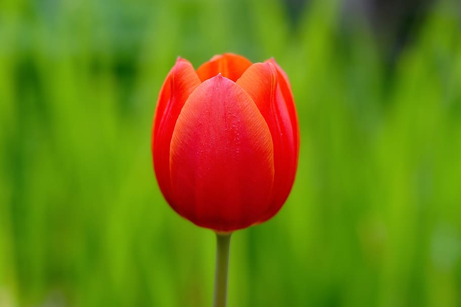tulip, flower, blossom, bloom, red, red flower, schnittblume HD wallpaper