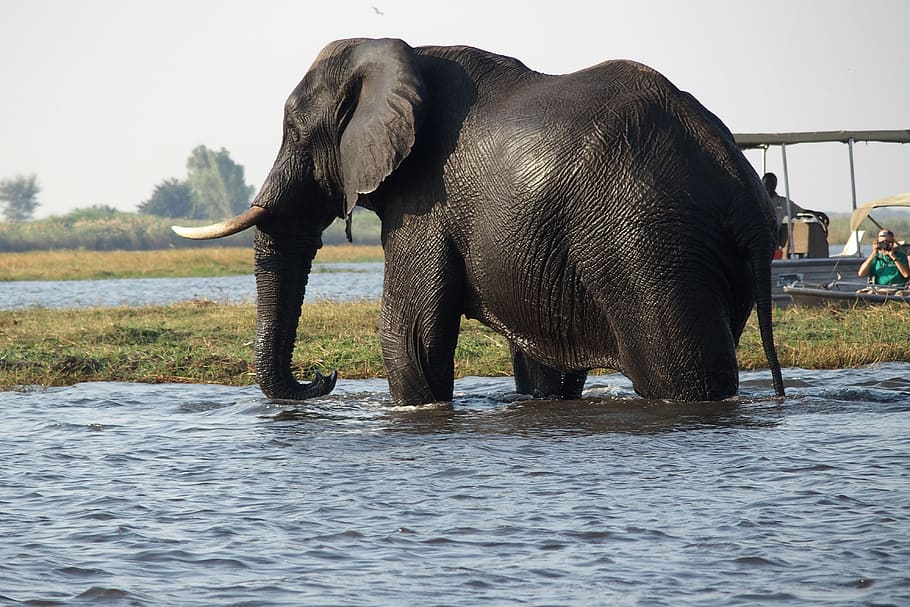 elephant in body of water near boat, botswana, chobe, river HD wallpaper