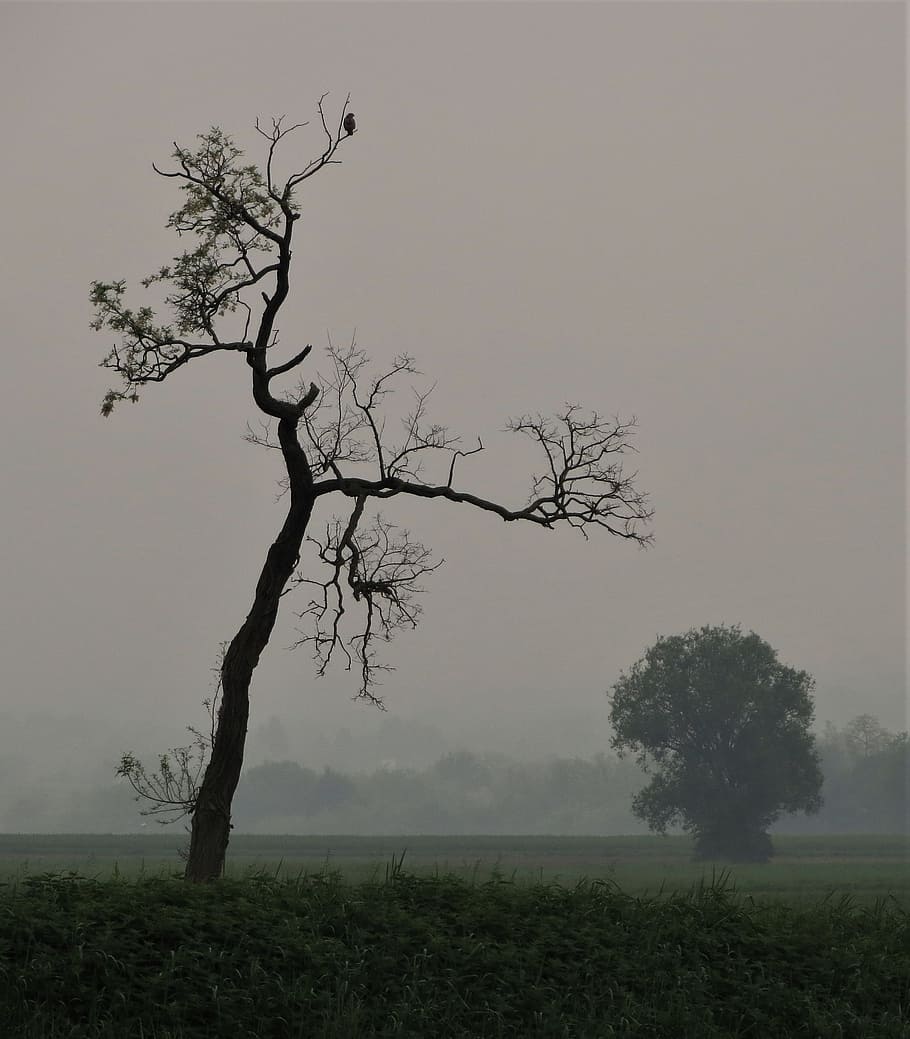 tree, bird, landscape, nature, branch, fog, plant, sky, tranquility HD wallpaper