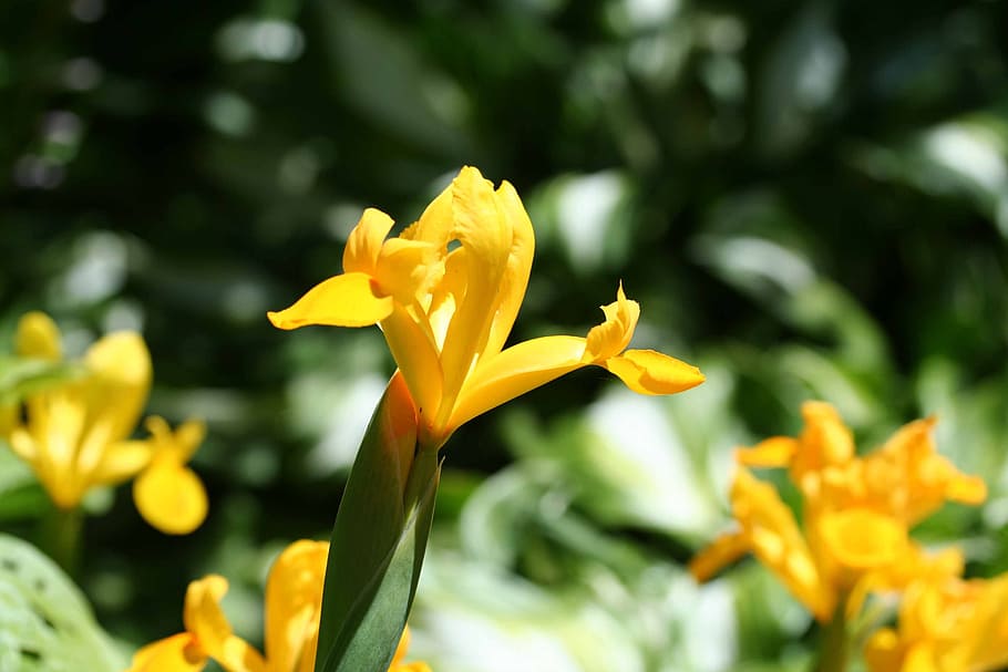 yellow flag iris, iris pseudacorus, green, spring, blossoms HD wallpaper