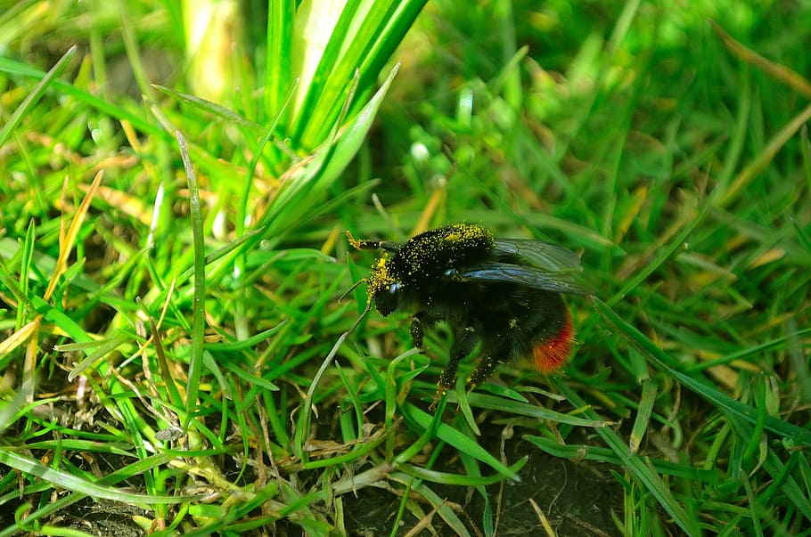 Pollen, Macro, Bumblebee, Insect, Animal, season, animals in the wild HD wallpaper