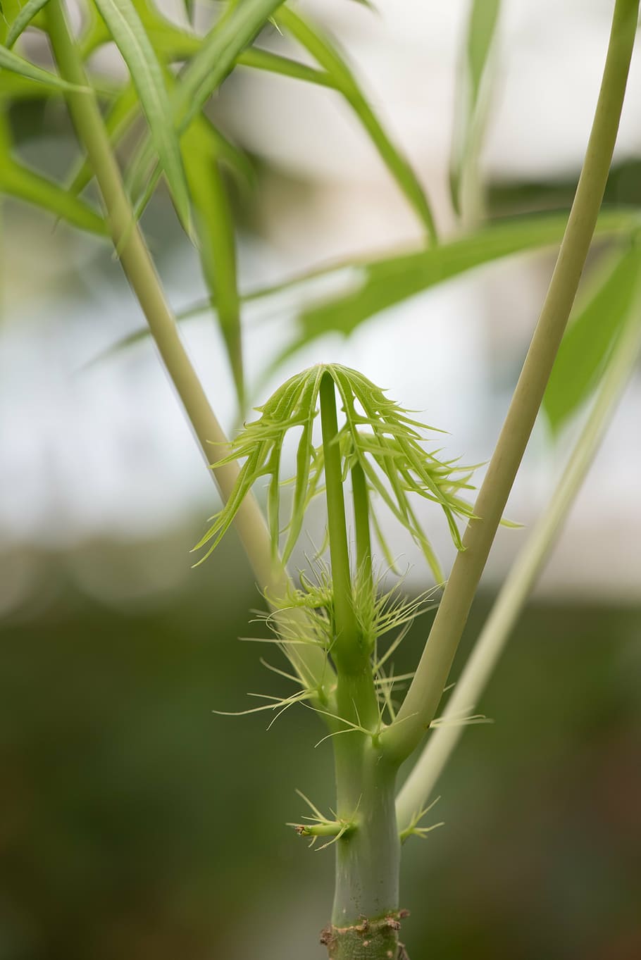 macro, plant, nature, leaf, green, detail, beauty, leaves, branch HD wallpaper