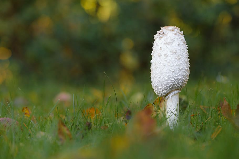 sponge, grass, macro, autumn, leaves, the seasons change, natural HD wallpaper