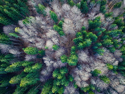 bird's eye view photo of green and brown trees, aerial view HD wallpaper