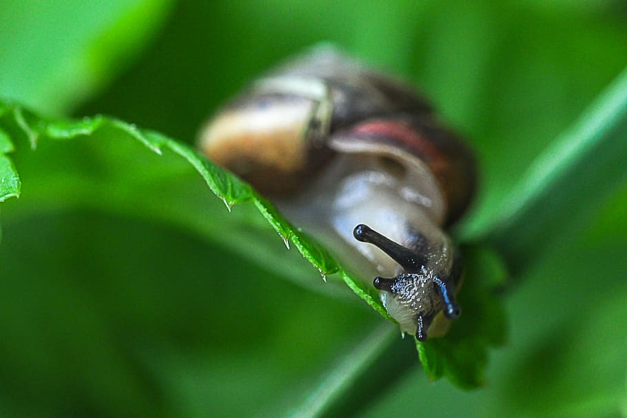 snail, leaf, green, macro, creature, leaves, slowly, close HD wallpaper
