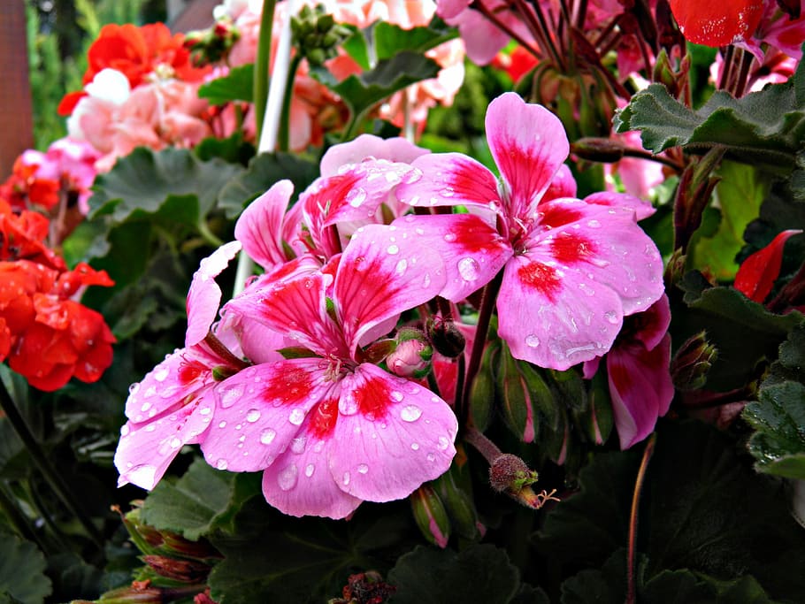 spring, flowers, leaves, flowering plant, petal, vulnerability HD wallpaper