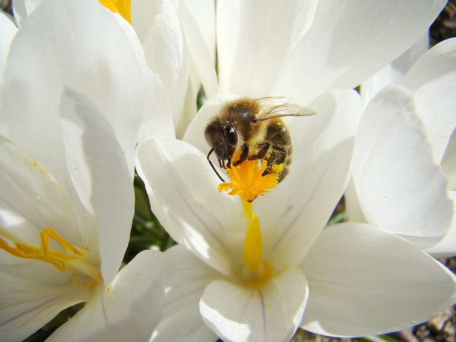 bee, insect, spring, flower, flowering plant, petal, freshness HD wallpaper