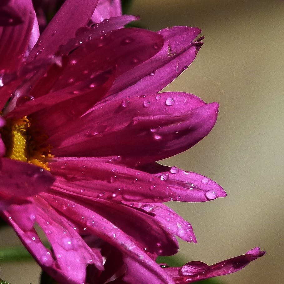 aster, rain drops, close-up, flower, nature, pink, garden, flowering plant HD wallpaper