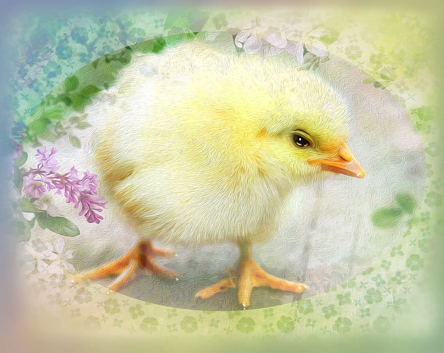 easter, chick, cute, fluffy, spring, map, design, flower, green HD wallpaper
