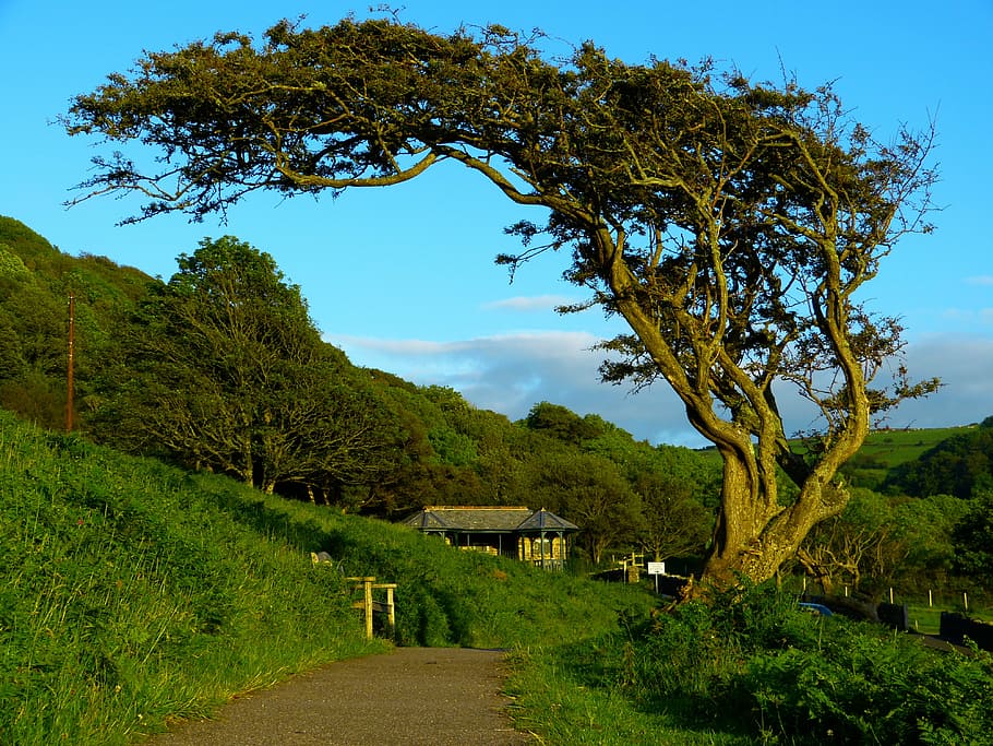 landscape photo of tree, crooked, wind bent, gnarled, nature HD wallpaper