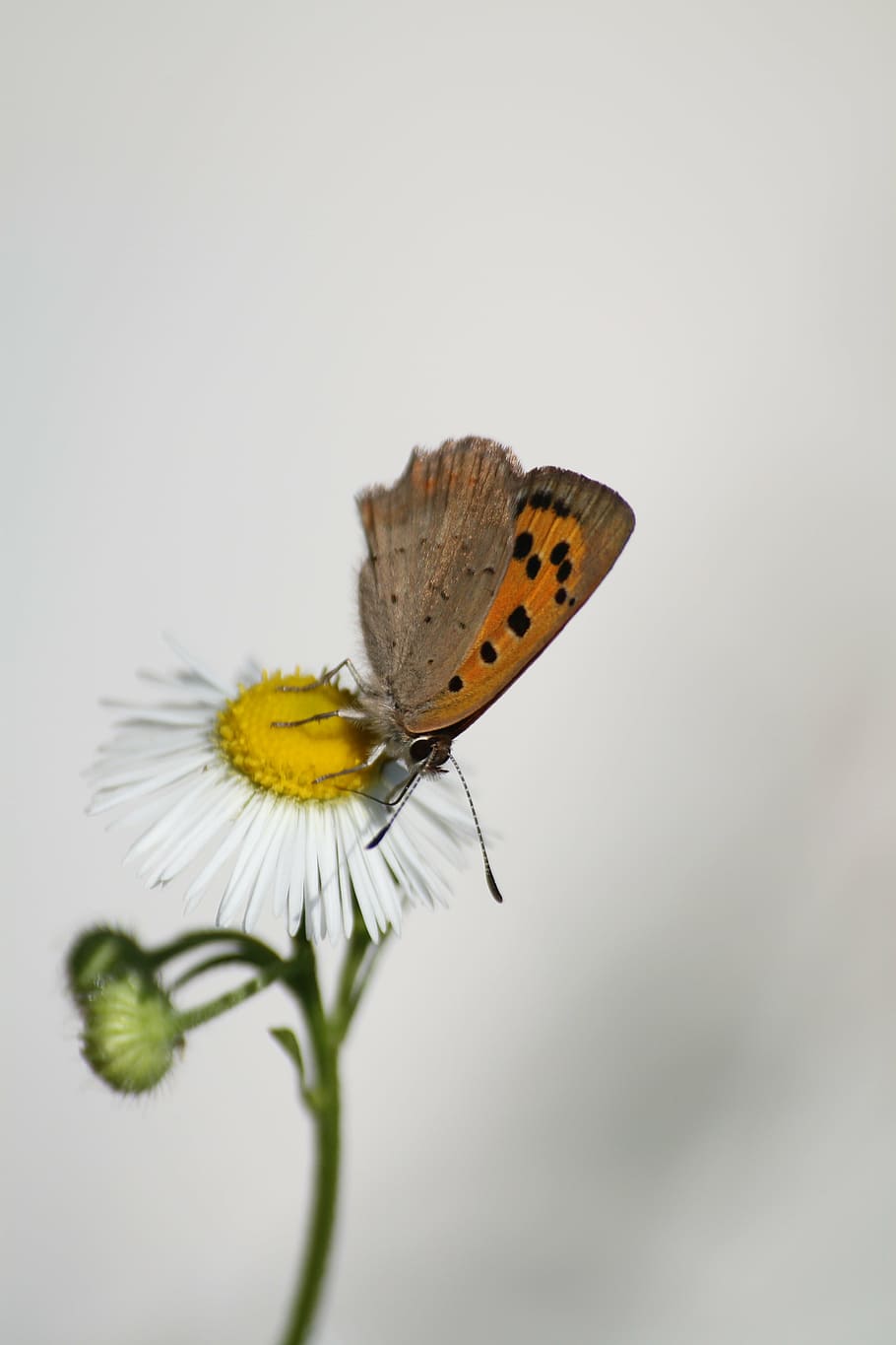 butterfly, macro, insects, flower, animal wing, butterfly - insect HD wallpaper